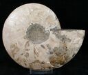 Split Ammonite Half - Agatized #12462-2